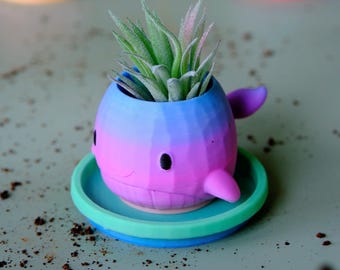 May include: A small whale-shaped planter with a faceted surface, featuring a gradient of blue and pink colors. The planter has black eyes and a small fin, and it sits on a round, two-toned green and blue saucer containing a green air plant.