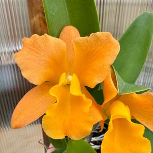 May include: Close-up of vibrant orange orchid blossoms with ruffled petals. The flowers are in full bloom, showcasing their intricate details. Green leaves provide a contrasting backdrop. The orchid is a Cattleya type, known for its striking appearance.