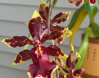 Oncidium Wildcat ‘Golden Red Star’ BS