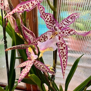 Aliceara Mem. Donald Yamada ‘FJ-72’ DOUBLE SPIKES