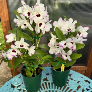 May include: Two potted orchids with white petals, purple edges, and dark purple centers. The orchids are in green pots and sit on a light blue table. The background includes a window and natural light.
