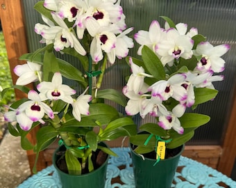 洋書 Orchid Species Culture : Dendrobium 71zn+kT-I6L._UF350,350_QL50_.jpg