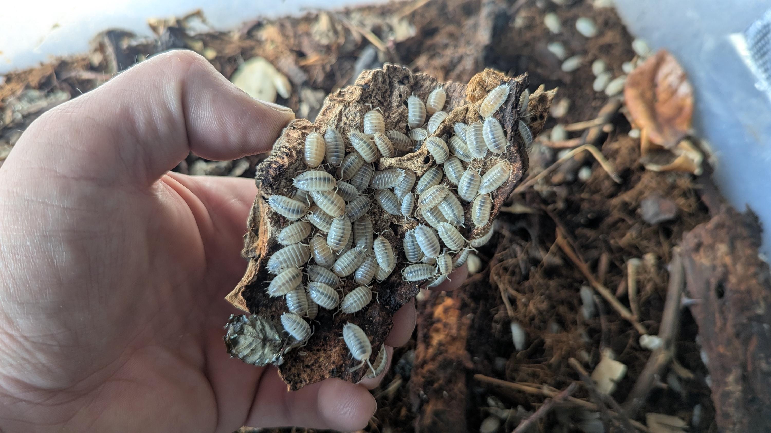 Porcellio Laevis “Snow White” Isopods – 15+ Mixed Sizes + Free Springtails (live food)