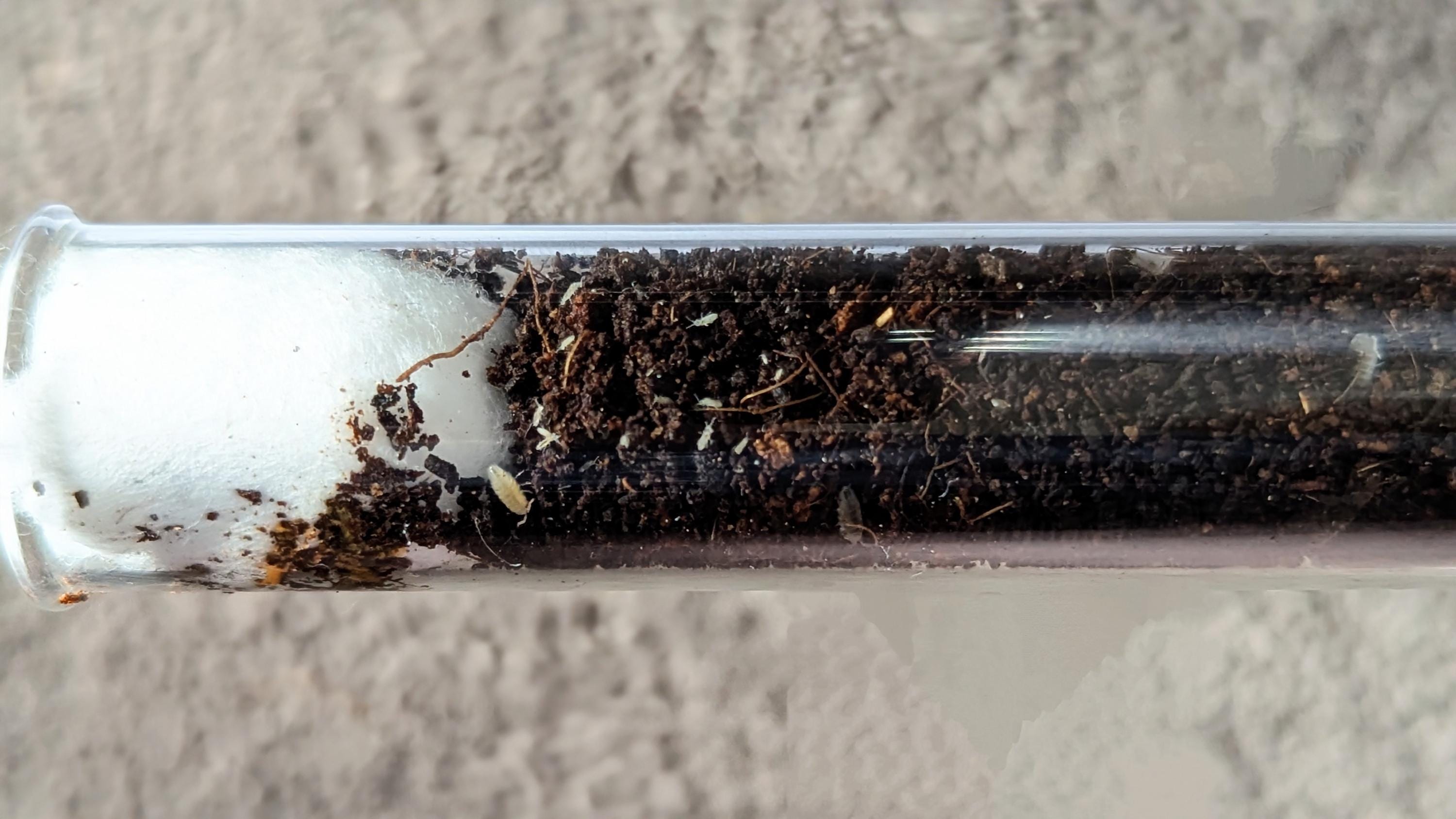 Bioactive Soil Starter Tub, Packed with Springtails & Isopod Manca (Cleanup Crew)