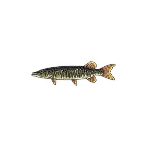 Könnte beinhalten: Illustration eines Muskellunge-Fisches mit einem langen, schlanken Körper und einem dunkelgrünen und schwarzen Muster. Die Flossen sind gelb und die Schwanzflosse ist rot-orange. Der Fisch ist auf weißem Hintergrund dargestellt.