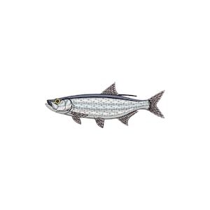 May include: Illustration of a fish with a silver body, dark blue stripe, and a yellow eye. The fish has detailed scales and fins, and is set against a white background. The artwork is a detailed, realistic depiction of the fish.