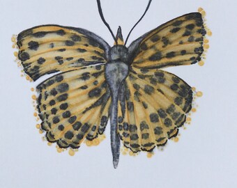 SALE Leopard Spotted Butterly Copic marker drawing 8.5x11 inch on white cardstock paper Gold and Black Orange Butterfly