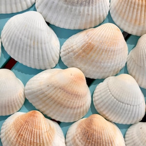 50 White Sand Scallop Seashells – Natural Beach Shells for Crafts & Decor