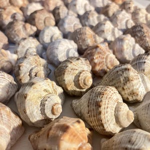 Könnte beinhalten: Nahaufnahme einer Sammlung von Muscheln in Beige-, Braun- und Cremetönen. Die Muscheln weisen Spiralmuster und strukturierte Oberflächen auf und erzeugen eine natürliche Ästhetik. Das Bild zeigt die Details jeder einzelnen Muschel.