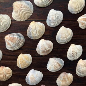 Puede incluir: Vista aérea de numerosas conchas marinas dispersas sobre una superficie de madera oscura. Las conchas, de varios tamaños, muestran tonos crema, beige y marrón. Cada concha tiene una textura acanalada, creando una estética costera natural.