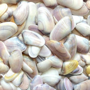 Può includere: Una collezione di conchiglie di varie tonalità, tra cui bianco, crema, giallo e lavanda. Le conchiglie hanno una consistenza liscia e lucida e sono disposte in un motivo denso e sovrapposto. Le conchiglie variano per dimensioni e forma, creando un'estetica naturale.