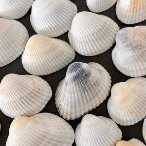 Könnte beinhalten: Eine Ansammlung weißer Muscheln mit gerippten Texturen und verschiedenen Beige- und Grautönen. Die Muscheln sind auf einem dunklen Hintergrund angeordnet und erzeugen ein natürliches Küstenmotiv.