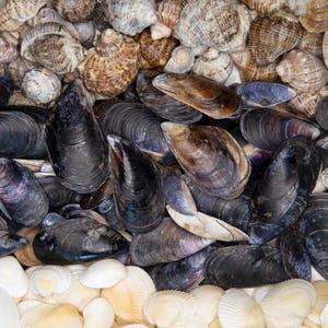 Puede incluir: Una colección de conchas marinas variadas, incluyendo conchas en espiral, mejillones oscuros y conchas de vieira blancas. Las conchas varían en color desde el marrón y beige hasta el negro y blanco, creando un patrón natural y texturizado.