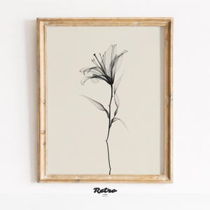 Puede incluir: Una impresión botánica en blanco y negro enmarcada, con una ilustración detallada de una flor de lirio. La obra de arte está sobre un fondo crema y está encerrada en un marco de madera dorada. La impresión tiene una estética vintage.