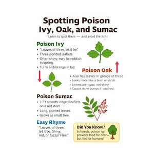 Spotting Poison Ivy, Oak, and Sumac – Printable Nature Guide for Kids | Educational Outdoor Safety Worksheet | Homeschool Science PDF