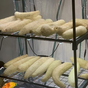 May include: A collection of dried loofahs, light beige in color, are arranged on wire shelves. The loofahs vary in size and shape, some are straight, others curved. The shelves are part of a small greenhouse structure, with clear plastic sheeting.