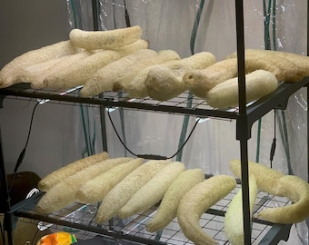 Homegrown Natural Luffa (loofah) Sponge