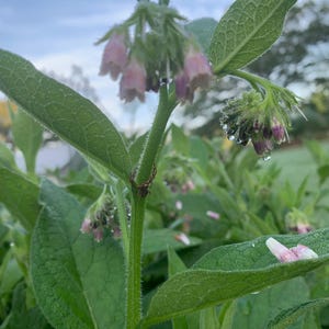 May include: Close-up of a green plant with large, textured leaves and a cluster of small, pink and purple bell-shaped flowers. Water droplets cling to the leaves and flowers, suggesting recent rainfall. The plant is in a natural outdoor setting.