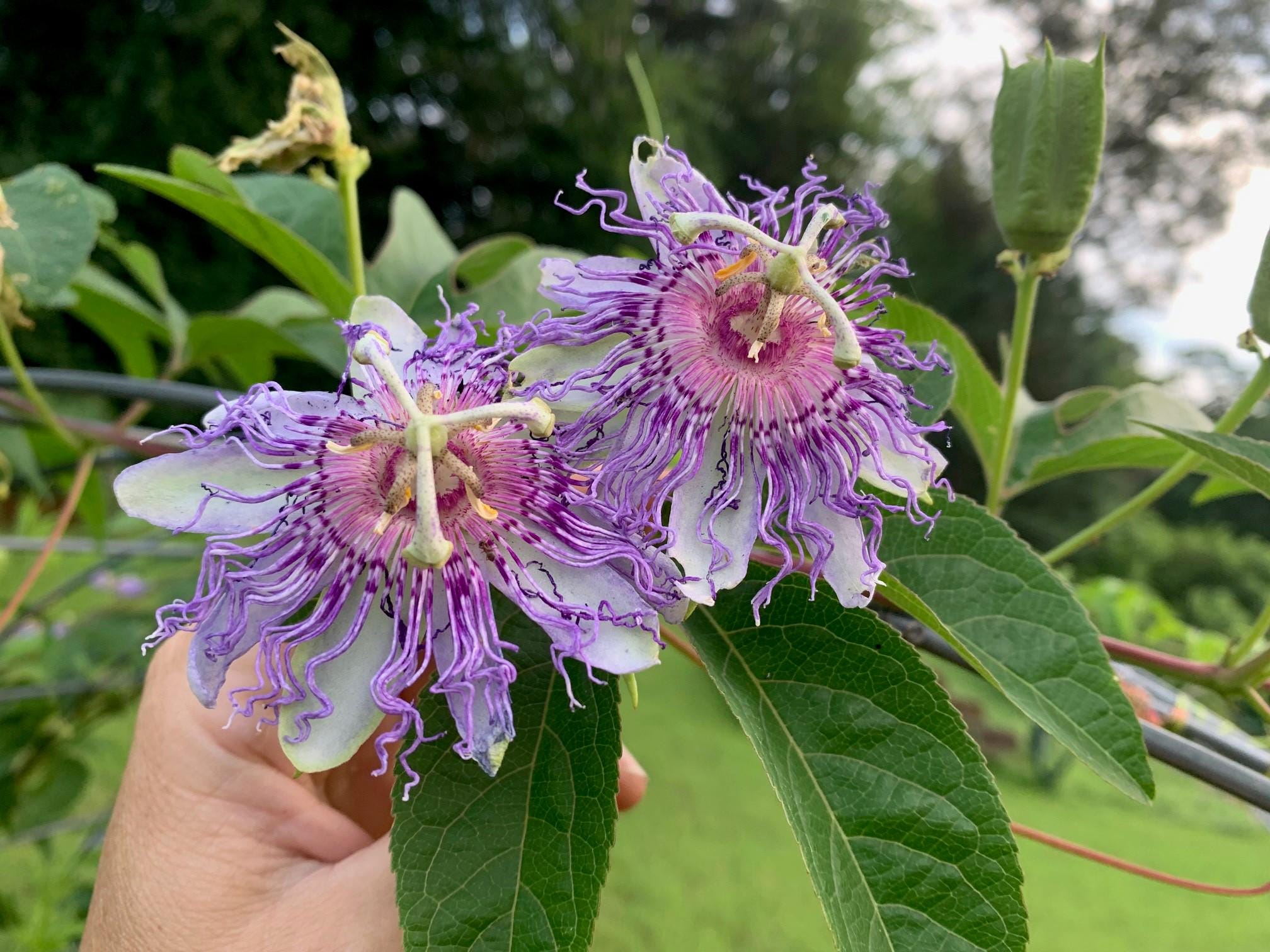 Native Passiflora Incarnata, aka Maypop Passionflower
