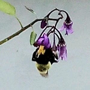 Puede incluir: Primer plano de una abeja polinizando un racimo de flores moradas. La abeja es negra y amarilla, y las flores tienen forma de campana. La imagen est&aacute; ambientada sobre un fondo suave y claro, con hojas verdes y un tallo marr&oacute;n.