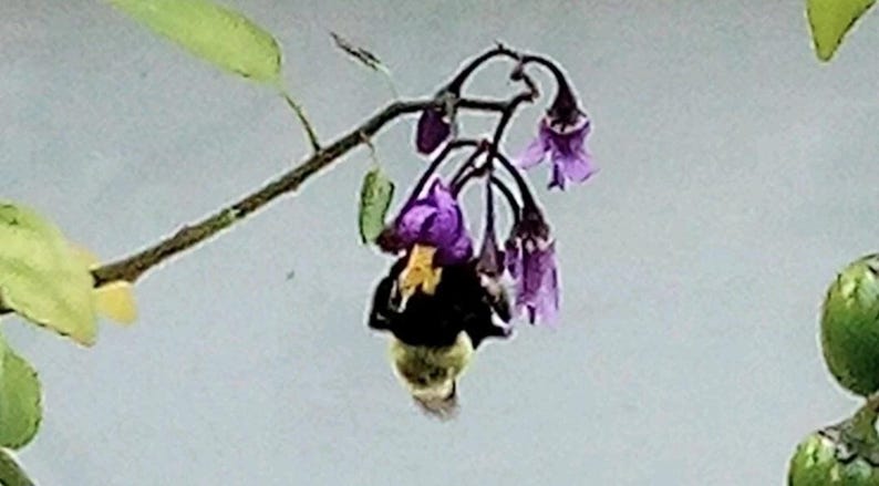 Puede incluir: Primer plano de una abeja polinizando un racimo de flores moradas. La abeja es negra y amarilla, y las flores tienen forma de campana. La imagen est&aacute; ambientada sobre un fondo suave y claro, con hojas verdes y un tallo marr&oacute;n.
