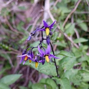 Puede incluir: Primer plano de un grupo de vibrantes flores moradas con centros amarillos. Las flores tienen cinco p&eacute;talos puntiagudos y est&aacute;n unidas a un tallo oscuro. Hojas verdes y follaje borroso proporcionan un tel&oacute;n de fondo natural.