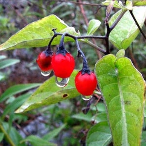 Puede incluir: Primer plano de una planta con tres bayas rojas brillantes, cada una con un tallo oscuro y una gota de agua. Las bayas est&aacute;n rodeadas de hojas y tallos verdes, con un fondo borroso. Las bayas miden aproximadamente 1,5 cm de di&aacute;metro.