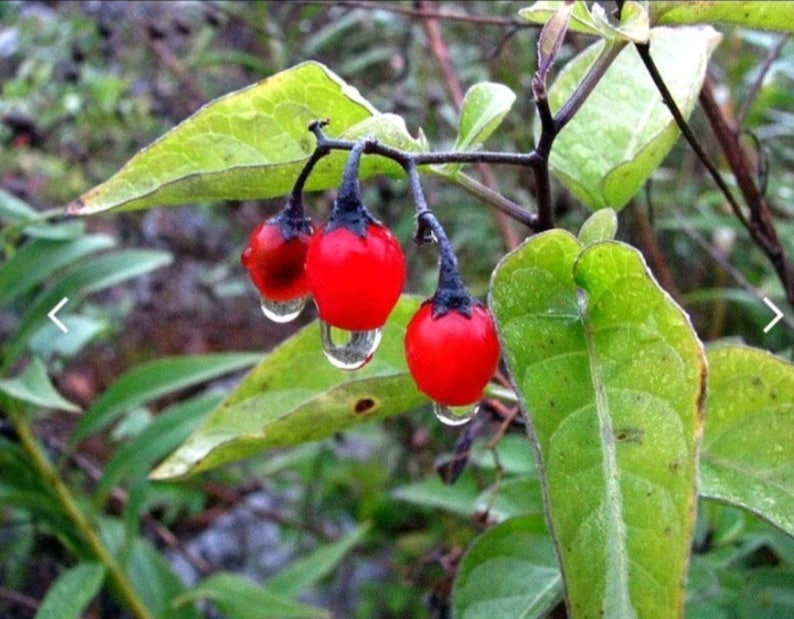 Puede incluir: Primer plano de una planta con tres bayas rojas brillantes, cada una con un tallo oscuro y una gota de agua. Las bayas est&aacute;n rodeadas de hojas y tallos verdes, con un fondo borroso. Las bayas miden aproximadamente 1,5 cm de di&aacute;metro.