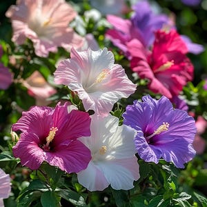 Vibrant Mixed Color Hibiscus Syriacus Seeds – Easy-Grow Summer Blooms, Perfect for Hedges & Borders