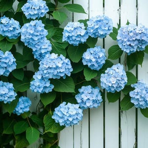 Blue Hydrangea Flower Seeds – Lush Blooms, Elegant Garden Beauty, Easy to Grow Perennial