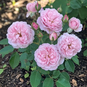 Duftende rosa Rose Samen - Romantische Blüte