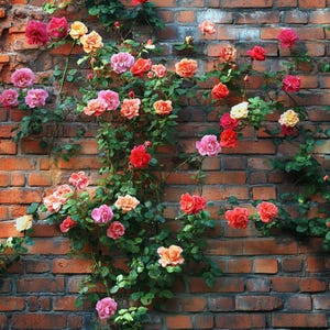 Cottage Garden Climbing Rose Seeds – Mixed Colors for a Magical Backyard