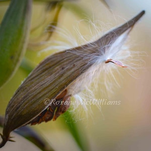 109 Milkweed Seeds