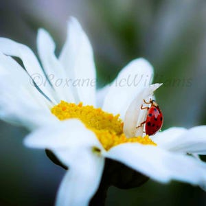 May include: Close-up of a white daisy with a bright yellow center. A red ladybug with black spots rests on a petal. The image is in soft focus, with the name "Roxane McWilliams" in the background.