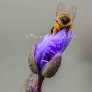 Puede incluir: Fotografía de primer plano de una abeja posada sobre un capullo de flor morada. La abeja tiene un cuerpo amarillo y marrón con alas transparentes. El capullo de la flor es de un morado vibrante con acentos verdes, sobre un fondo gris suave.