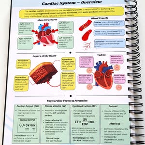 May include: Anatomy diagram of the cardiac system, including the heart's main structures, blood vessels, layers, and valves. Key terms and formulas are also displayed, such as cardiac output and stroke volume. The text includes the phrase "Cardiac System - Overview."