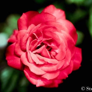 Red Rose Wall Art - Romantic Floral Photography Printable - Digital Download for Bedroom or Gallery Wall Decor