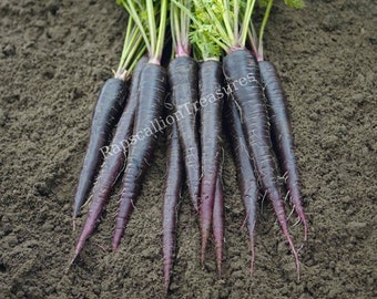 Black Nebula Carrot Seeds 100 1000 colorful beautiful RARE bulk 200 400 