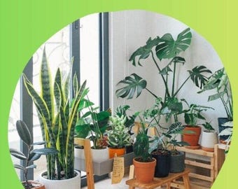 Porady dotyczące pielęgnacji roślin doniczkowych – zmień swój dom w tętniący życiem zielony raj