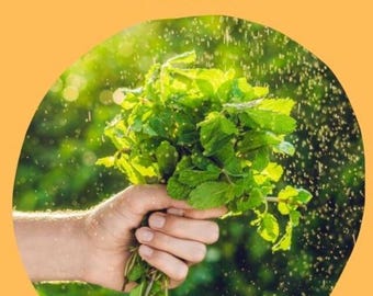 Herb garden planner & log - Your Complete Guide to Growing Fresh Herbs Year-Round