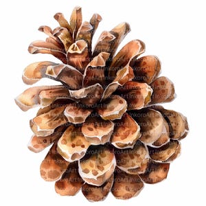 8 Pinecone Clipart | Watercolor Brown Pine Cones | Rustic Forest Botanical Illustration | Digital Download