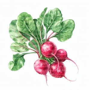 Watercolor Radish Clipart: Botanical Vegetable Art (Digital Download)