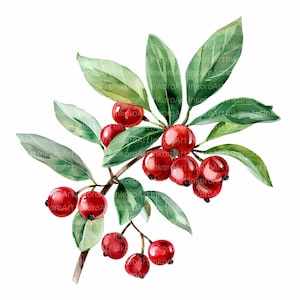 Lingonberry Clipart | Watercolor Red Berries & Green Leaves (Digital Download)