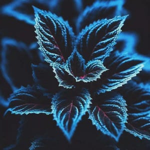 20 Rare Coleus Seeds – Blue Black Green Foliage | Shade Garden Plant | Unique Indoor Outdoor Easy Grow