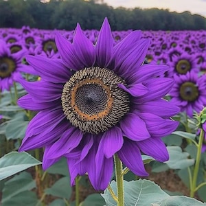 50pcs ‘Violet Majesty’ Purple Sunflower Seeds – Rare Heirloom Variety – Unique Garden Flowers – Easy to Grow