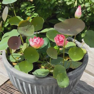 15pcs Germinated Lotus Seeds, Ready to Plant - Mixed Color Bonsai Bowl Lotus for Indoor & Outdoor Aquatic Gardens