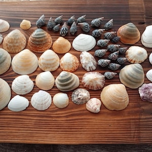 Mixed seashells | Approximately 200 grams of seashells collected from the Atlantic Ocean | Seashells for crafts