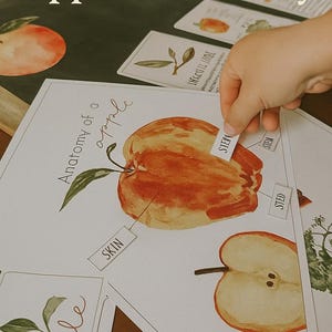 Apple Mini Unit – Digital Download Fall Themed Nature Activity Pack | Life Cycle, Parts of an Apple, Hand-Illustrated Homeschool Resource