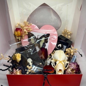 Valentine’s Day Oddity Mystery Gift Box Large Real Skull and Bones