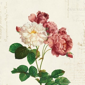 Vintage Botanical Floral on French Ephemera Print, Vintage Rose Print 8x10 P311